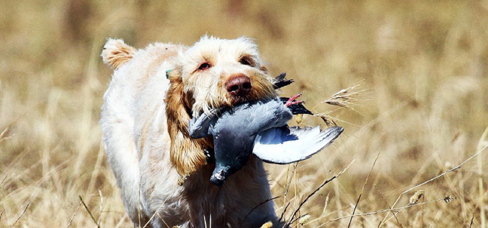 South African Versatile Hunting Dog Alliance