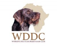 The Working Deutsch Drahthaar Club